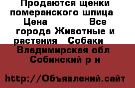 Продаются щенки померанского шпица › Цена ­ 45 000 - Все города Животные и растения » Собаки   . Владимирская обл.,Собинский р-н